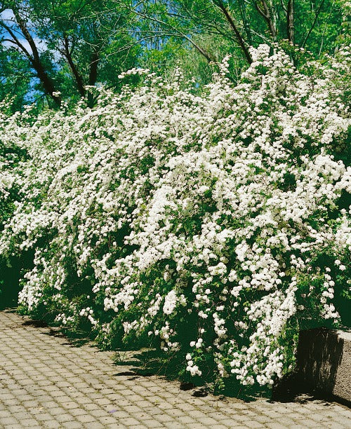 Spiraea x vanhouttei, 80-100 cm (Goliat) – bild 1