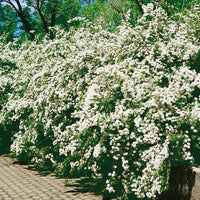 Spiraea x vanhouttei, 80-100 cm (Goliat) – bild 1