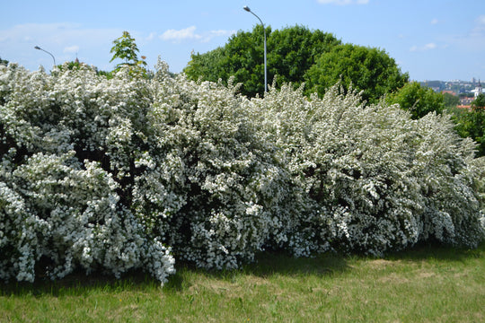 Spiraea x vanhouttei, 80-100 cm (Goliat) – bild 2