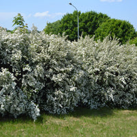 Spiraea x vanhouttei, 80-100 cm (Goliat) – bild 2