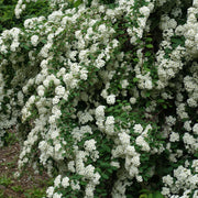 Spiraea x vanhouttei, 80-100 cm (Goliat) – bild 3