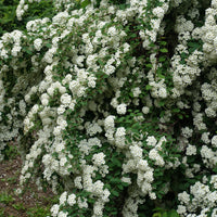 Spiraea x vanhouttei, 80-100 cm (Goliat) – bild 3