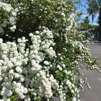 Spiraea x vanhouttei, 80-100 cm (Goliat) – bild 4