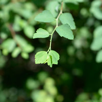 Spiraea x vanhouttei, 80-100 cm (Goliat) – bild 5