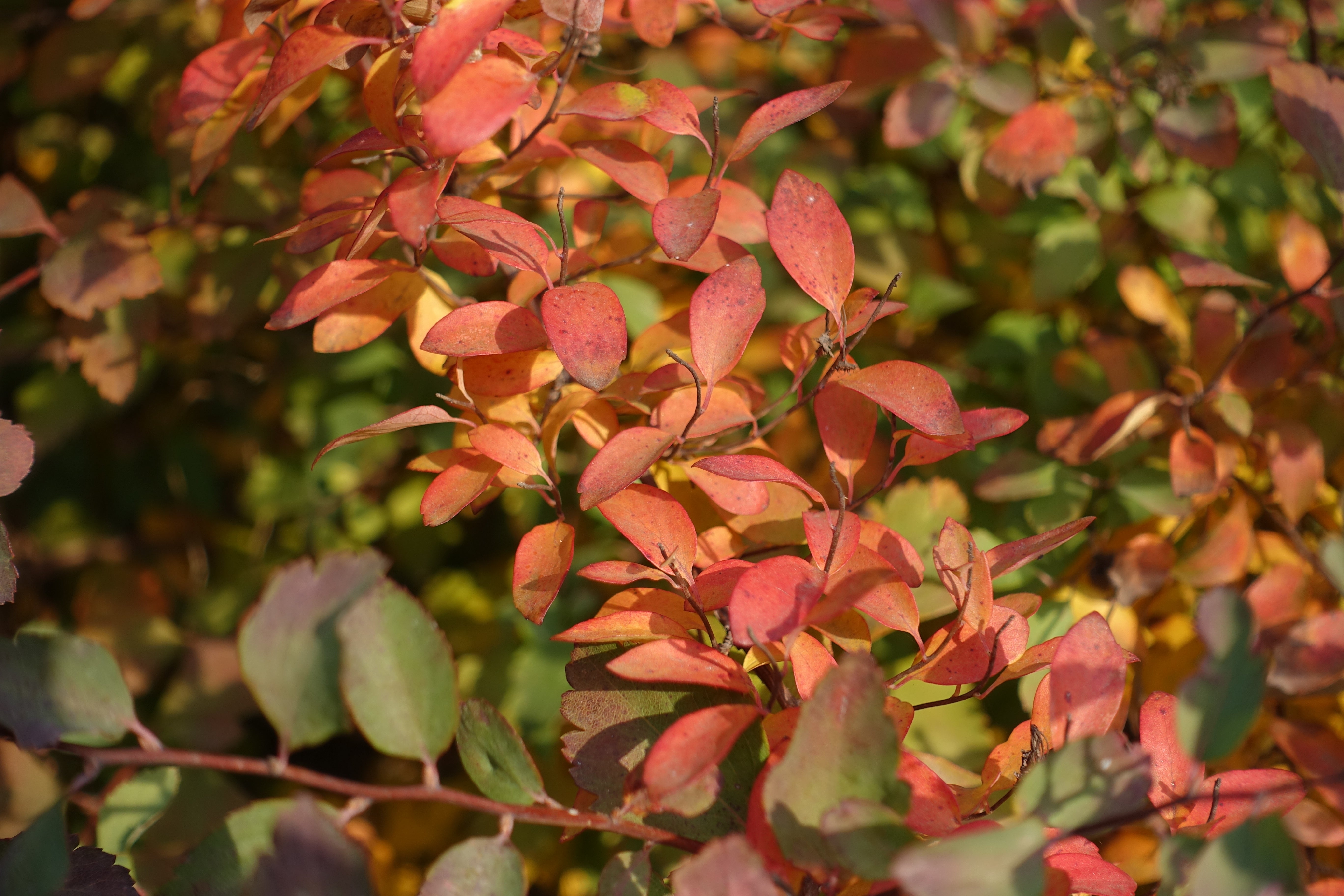 Spiraea x vanhouttei, 80-100 cm (Goliat) – bild 1