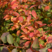 Spiraea x vanhouttei, 80-100 cm (Goliat) – bild 6