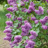 Syringa vulgaris, 50-80 cm, 2-4 gr (Goliat) – bild 1