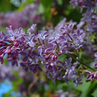 Syringa vulgaris, 50-80 cm, 2-4 gr (Goliat) – bild 3