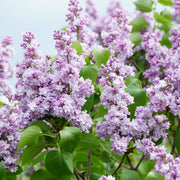Syringa vulgaris, 50-80 cm, 2-4 gr (Goliat) – bild 4