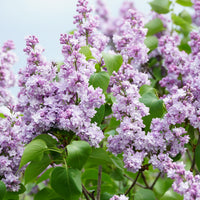 Syringa vulgaris, 50-80 cm, 2-4 gr (Goliat) – bild 4