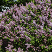 Syringa vulgaris, 50-80 cm, 2-4 gr (Goliat) – bild 5