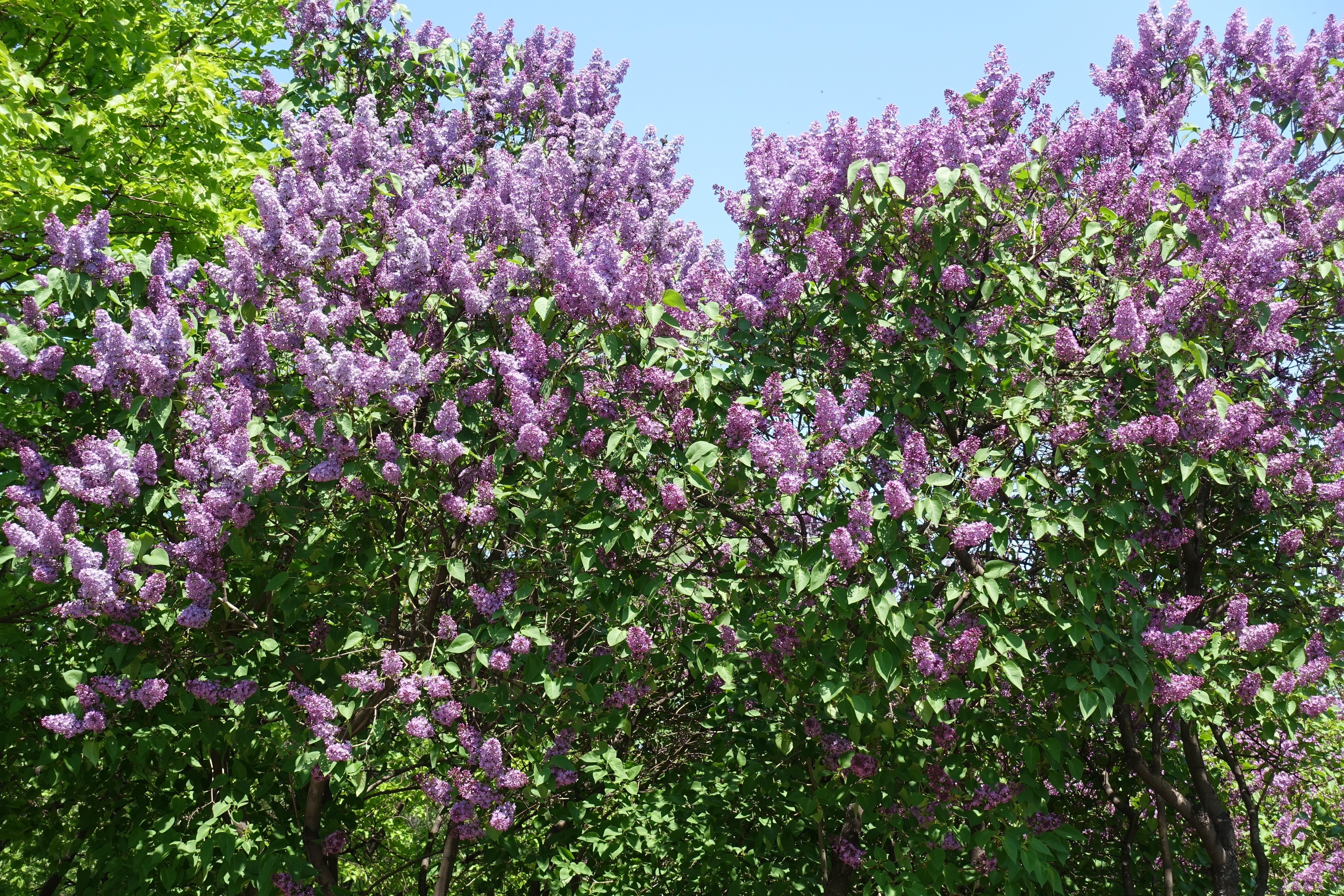 Syringa vulgaris, 50-80 cm, 2-4 gr (Goliat) – bild 1