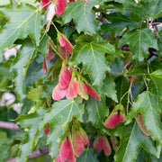 Acer tataricum ssp. ginnala, 50-80 cm (Barrot) – bild 2