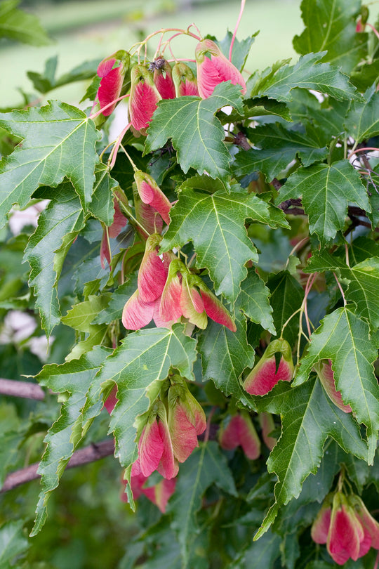 Acer tataricum ssp. ginnala, 50-80 cm (Barrot) – bild 2