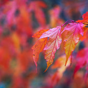 Acer tataricum ssp. ginnala, 50-80 cm (Barrot) – bild 3