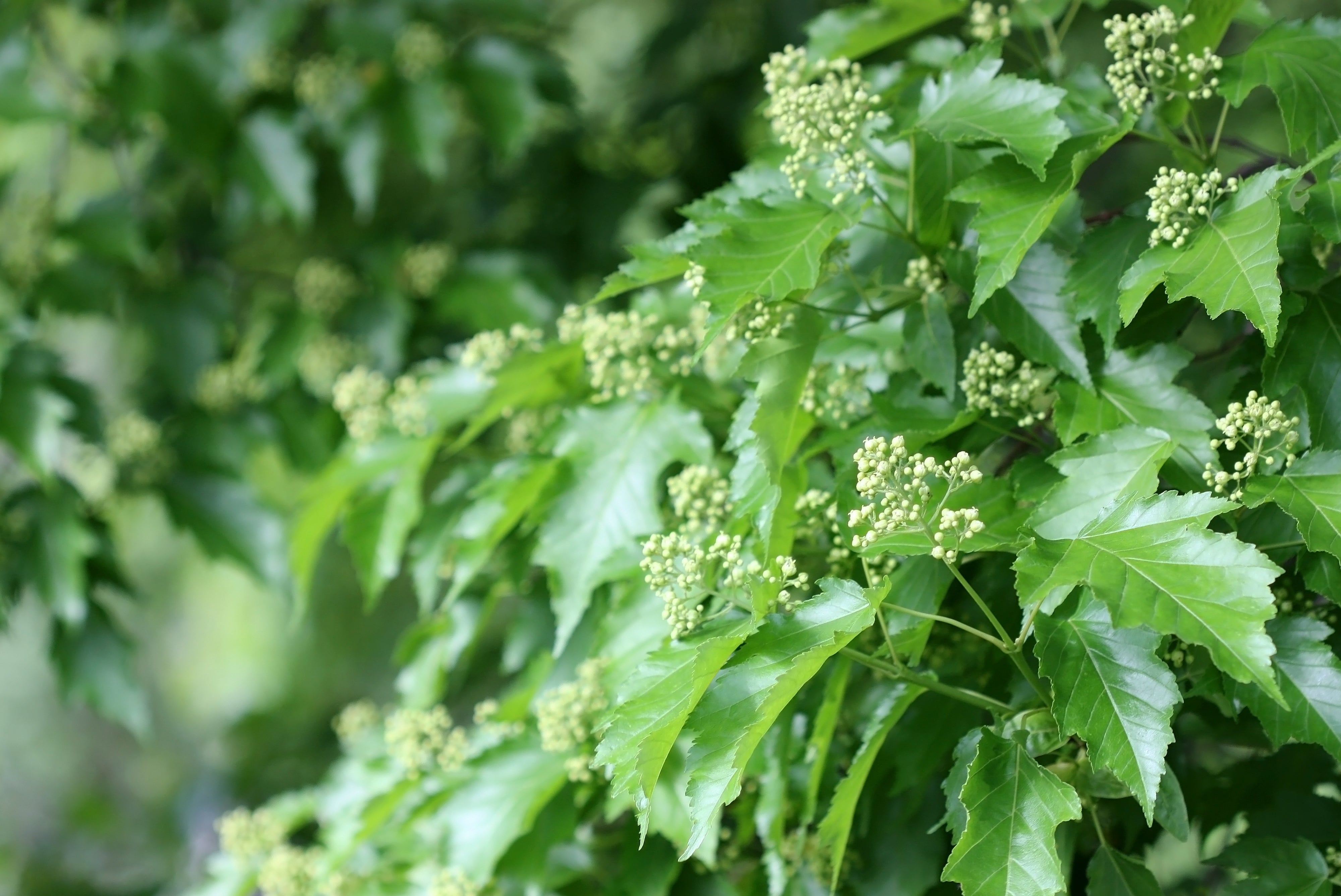 Acer tataricum ssp. ginnala, 50-80 cm (Barrot) – bild 1