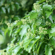 Acer tataricum ssp. ginnala, 50-80 cm (Barrot) – bild 4