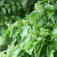 Acer tataricum ssp. ginnala, 50-80 cm (Barrot) – bild 4