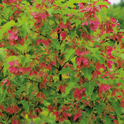 Acer tataricum ssp. ginnala, 50-80 cm (Barrot) – bild 1