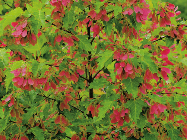 Acer tataricum ssp. ginnala, 50-80 cm (Barrot) – bild 1