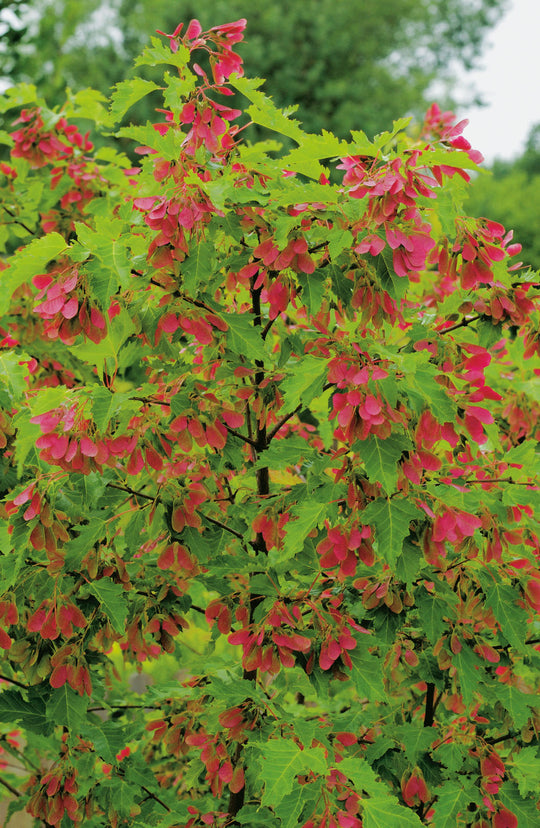 Acer tataricum ssp. ginnala, 50-80 cm (Barrot) – bild 1