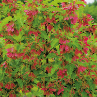 Acer tataricum ssp. ginnala, 50-80 cm (Barrot) – bild 1
