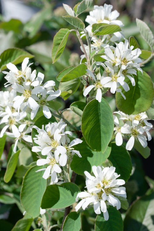 Amelanchier alnifolia, 50-80 cm (Barrot) – bild 1
