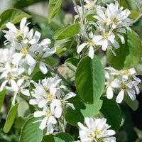 Amelanchier alnifolia, 50-80 cm (Barrot) – bild 1