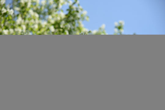 Amelanchier alnifolia, 50-80 cm (Barrot) – bild 2