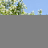 Amelanchier alnifolia, 50-80 cm (Barrot) – bild 2