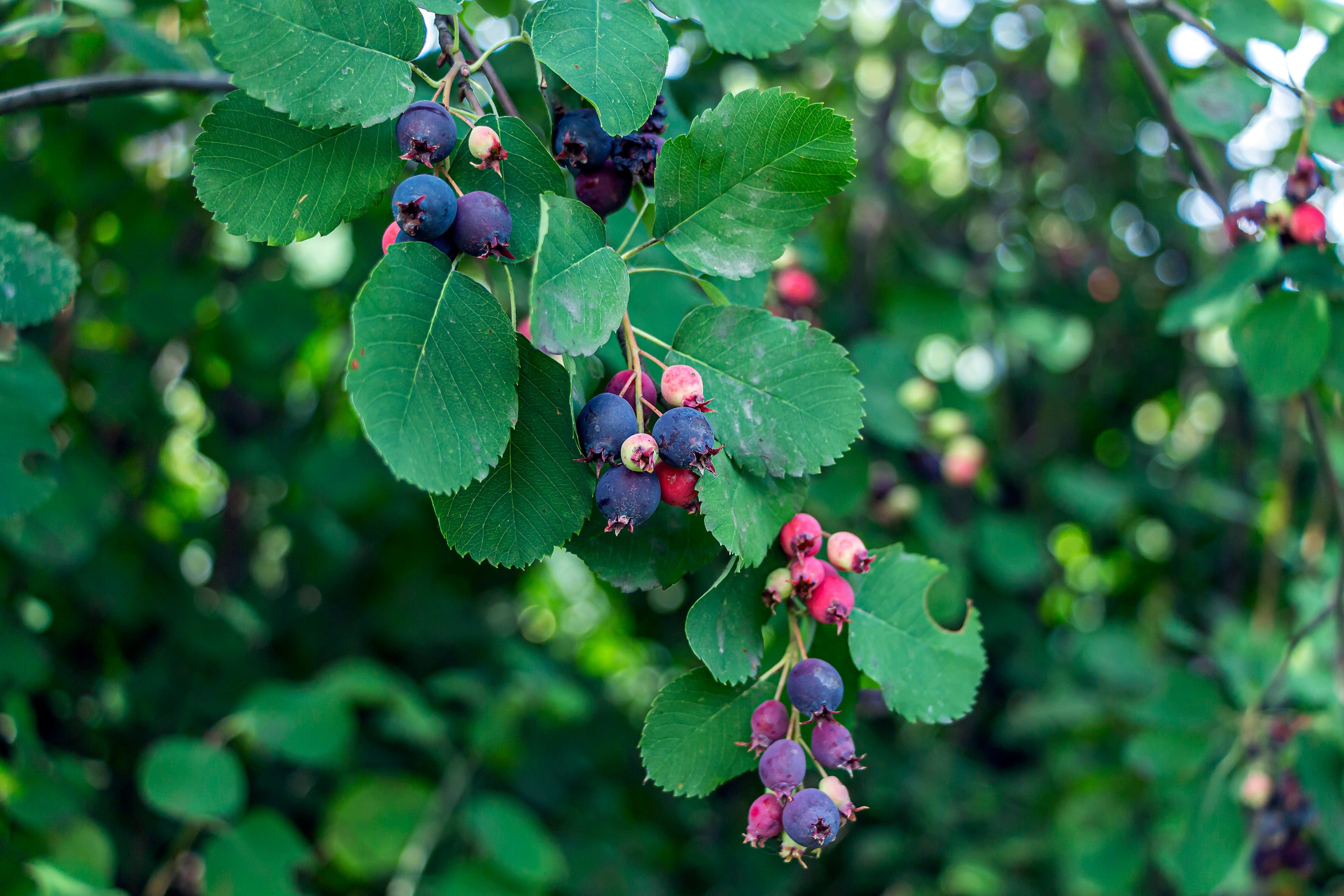 Amelanchier alnifolia, 50-80 cm (Barrot) – bild 1