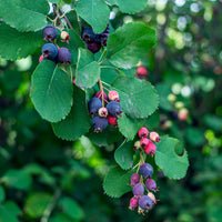 Amelanchier alnifolia, 50-80 cm (Barrot) – bild 3