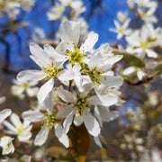 Amelanchier lamarckii, 50-80 cm (Barrot) – bild 2