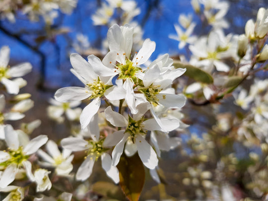 Amelanchier lamarckii, 50-80 cm (Barrot) – bild 2