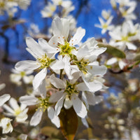 Amelanchier lamarckii, 50-80 cm (Barrot) – bild 2