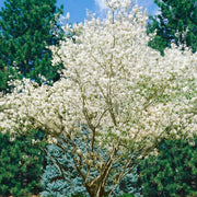 Amelanchier lamarckii, 50-80 cm (Barrot) – bild 3