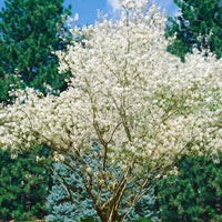Amelanchier lamarckii, 50-80 cm (Barrot) – bild 3