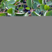 Amelanchier lamarckii, 50-80 cm (Barrot) – bild 4
