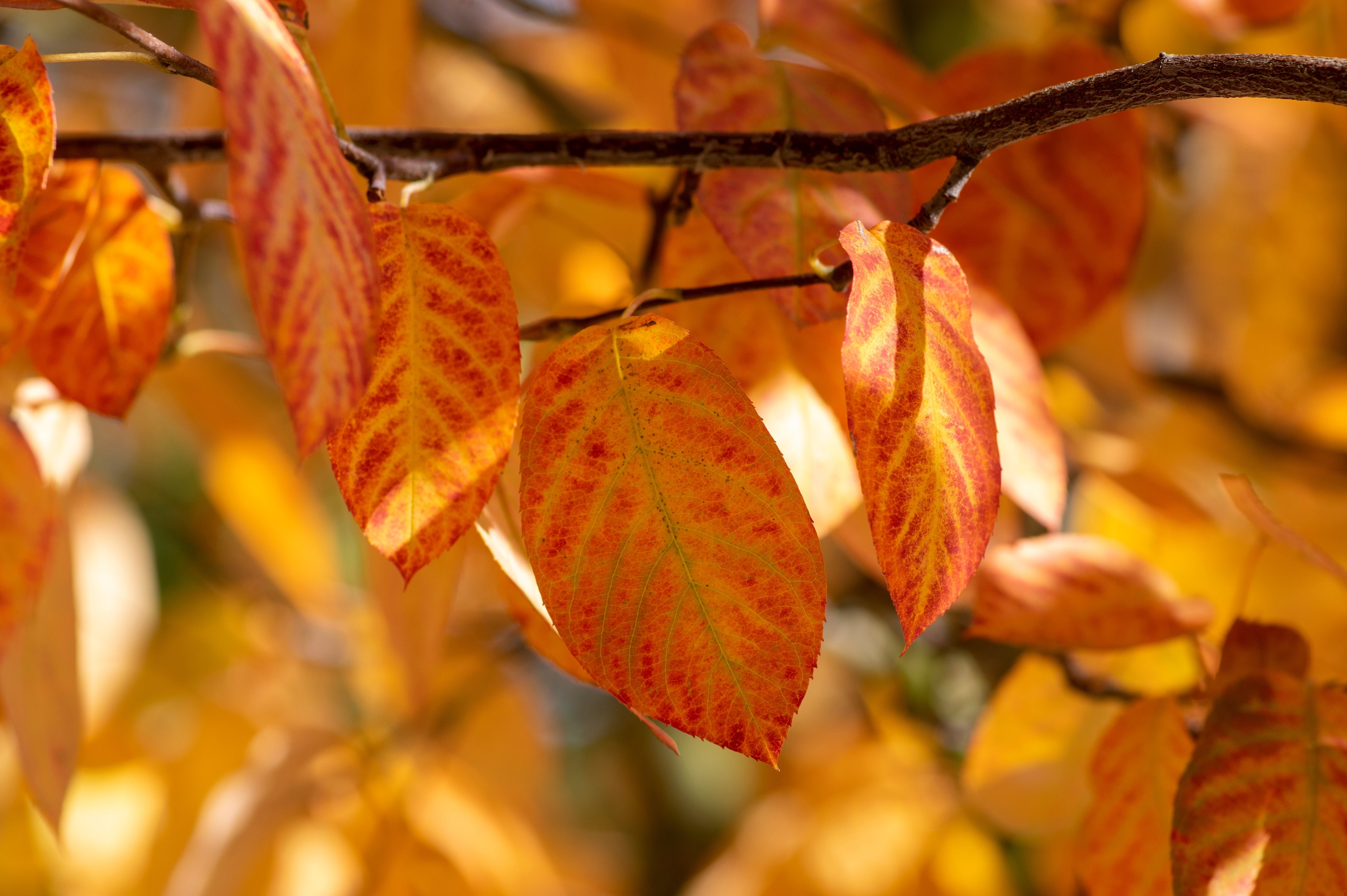 Amelanchier lamarckii, 50-80 cm (Barrot) – bild 1