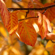 Amelanchier lamarckii, 50-80 cm (Barrot) – bild 5