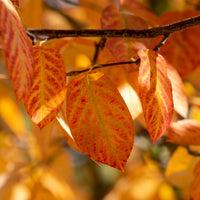 Amelanchier lamarckii, 50-80 cm (Barrot) – bild 5