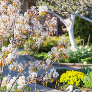 Amelanchier lamarckii, 50-80 cm (Barrot) – bild 1