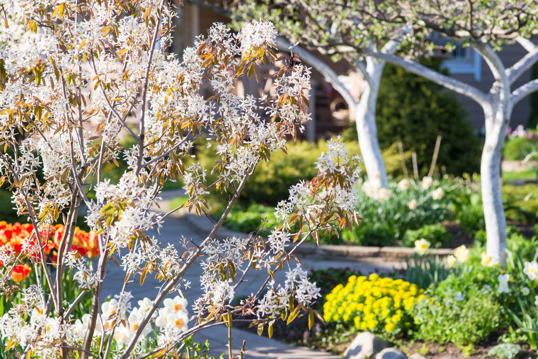 Amelanchier lamarckii, 50-80 cm (Barrot) – bild 1
