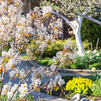 Amelanchier lamarckii, 50-80 cm (Barrot) – bild 1