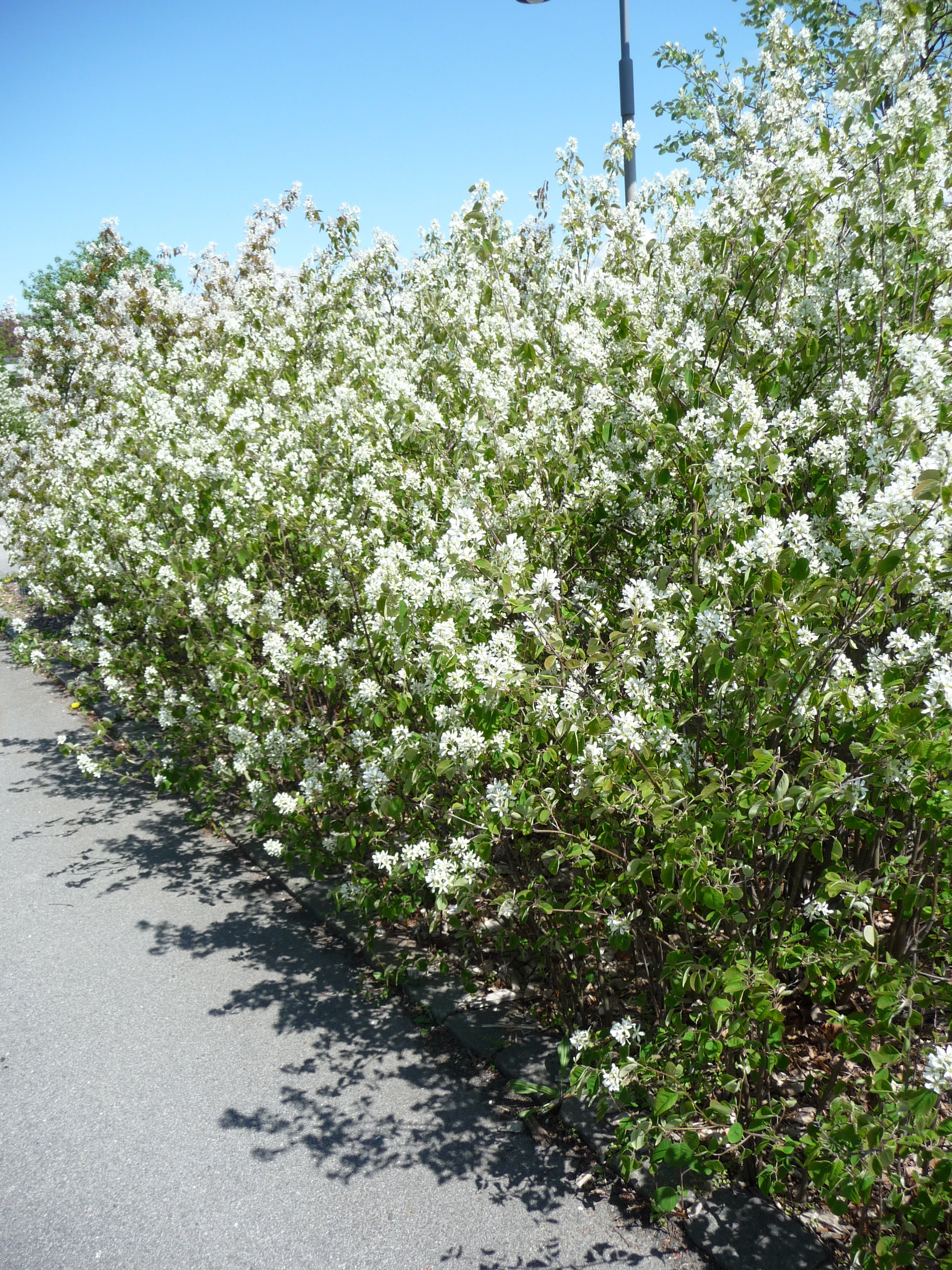 Amelanchier spicata, 50-80 cm (Barrot) – bild 2