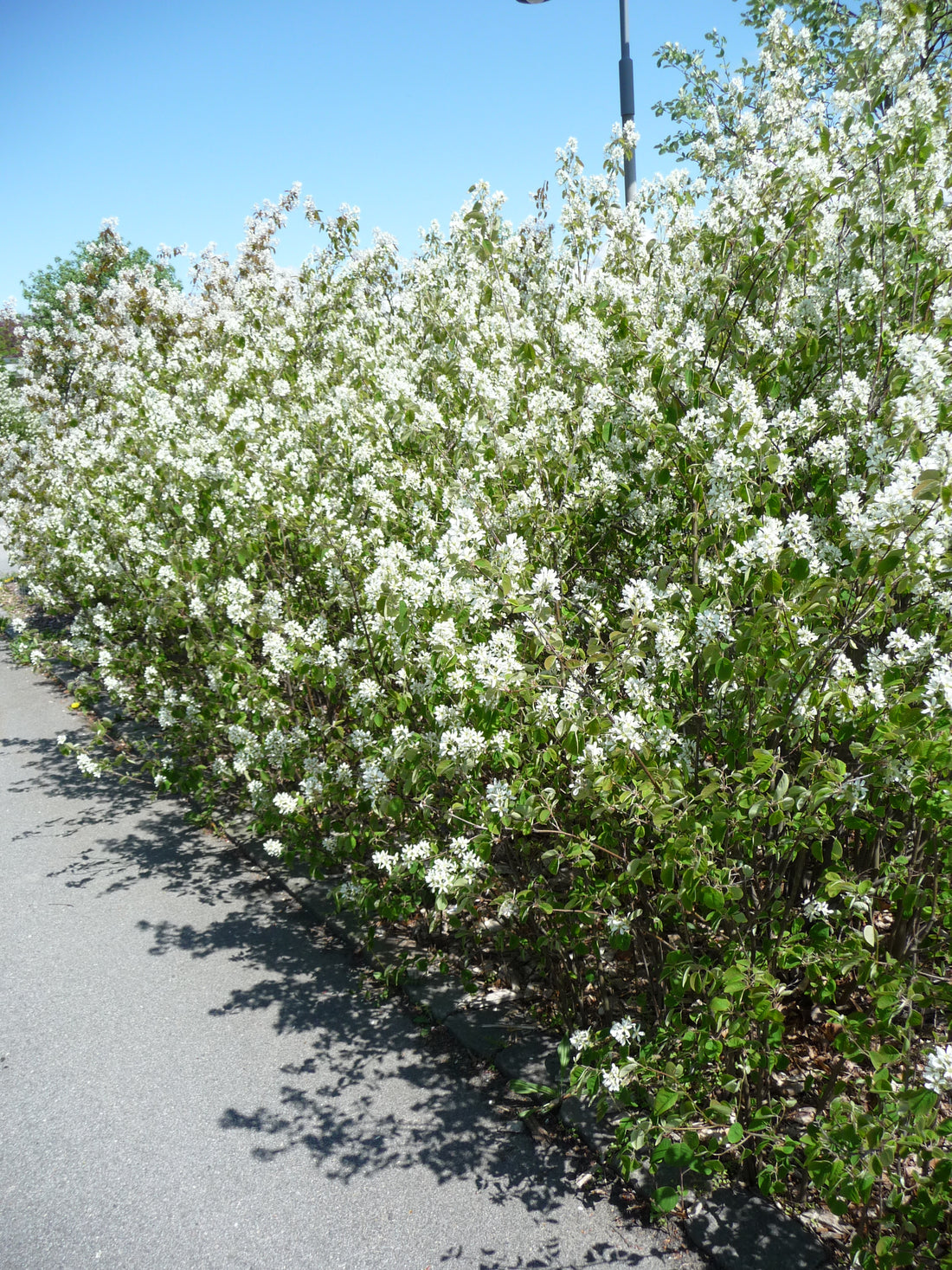 Amelanchier spicata, 50-80 cm (Barrot) – bild 2
