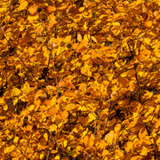 Amelanchier spicata, 50-80 cm (Barrot) – bild 3
