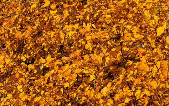 Amelanchier spicata, 50-80 cm (Barrot) – bild 3