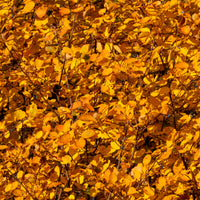 Amelanchier spicata, 50-80 cm (Barrot) – bild 3