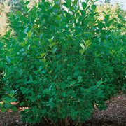 Aronia x prunifolia 'Elata', 30-50 cm (Barrot) – bild 1